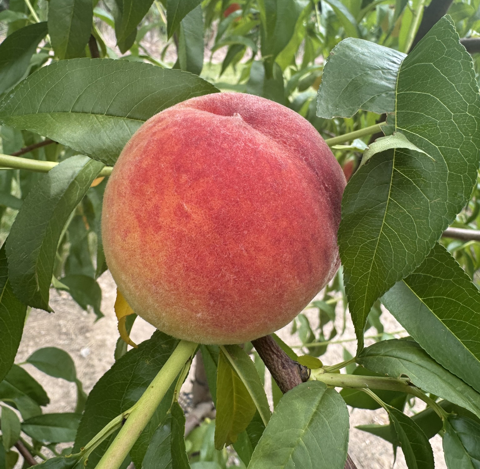 Close-up of a peach hanging from a tree.